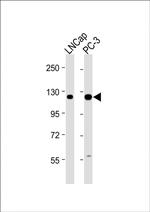 DSPP Antibody in Western Blot (WB)