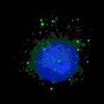 Rubicon Antibody in Immunocytochemistry (ICC/IF)