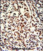 Rubicon Antibody in Immunohistochemistry (Paraffin) (IHC (P))