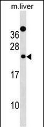 DERL2 Antibody in Western Blot (WB)