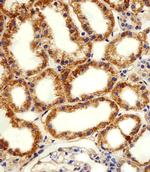 alpha-1D Adrenoceptor Antibody in Immunohistochemistry (Paraffin) (IHC (P))