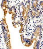 alpha-1D Adrenoceptor Antibody in Immunohistochemistry (Paraffin) (IHC (P))