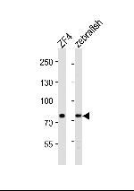 MTMR14 Antibody in Western Blot (WB)