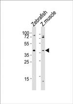 APLNRA Antibody in Western Blot (WB)