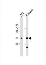 MC4R Antibody in Western Blot (WB)