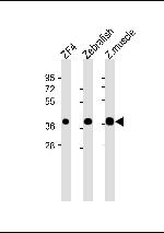 MC4R Antibody in Western Blot (WB)