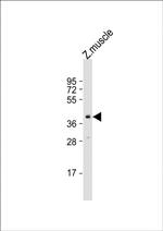 OCT4 Antibody in Western Blot (WB)