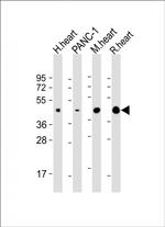 WNT5A Antibody in Western Blot (WB)