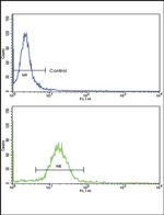 WNT10B Antibody in Flow Cytometry (Flow)