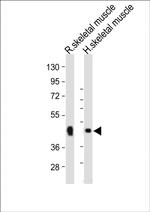 WNT10B Antibody in Western Blot (WB)