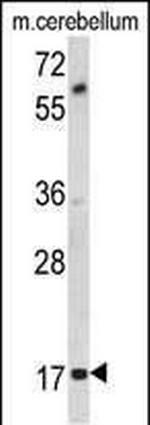 MOBP Antibody in Western Blot (WB)