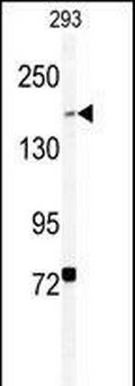 BCOR Antibody in Western Blot (WB)