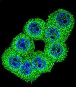 FKBP1B Antibody in Immunocytochemistry (ICC/IF)