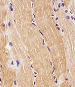 PRODH Antibody in Immunohistochemistry (Paraffin) (IHC (P))