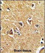 PRODH Antibody in Immunohistochemistry (Paraffin) (IHC (P))