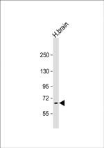 PRODH Antibody in Western Blot (WB)