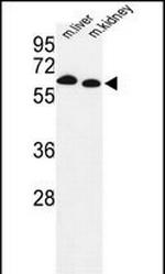 PRODH Antibody in Western Blot (WB)