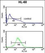 PXR Antibody in Flow Cytometry (Flow)