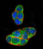 PXR Antibody in Immunocytochemistry (ICC/IF)