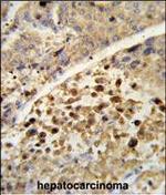 PXR Antibody in Immunohistochemistry (Paraffin) (IHC (P))