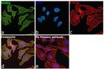 RAB8A Antibody in Immunocytochemistry (ICC/IF)