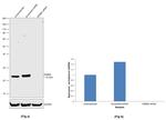 RAB8A Antibody in Western Blot (WB)