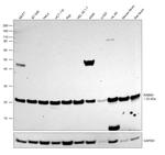 RAB8A Antibody in Western Blot (WB)