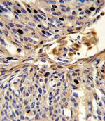 APEX2 Antibody in Immunohistochemistry (Paraffin) (IHC (P))