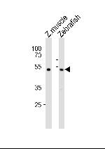 CHST1 Antibody in Western Blot (WB)