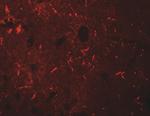 KCNK12 Antibody in Immunohistochemistry (Paraffin) (IHC (P))