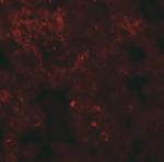 Coronin 7 Antibody in Immunohistochemistry (Paraffin) (IHC (P))