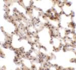 Coronin 7 Antibody in Immunohistochemistry (Paraffin) (IHC (P))