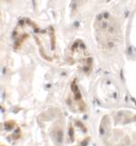 DBX1 Antibody in Immunohistochemistry (Paraffin) (IHC (P))