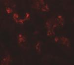 UHRF1BP1 Antibody in Immunohistochemistry (Paraffin) (IHC (P))