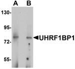 UHRF1BP1 Antibody in Western Blot (WB)