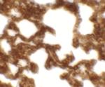 NETO1 Antibody in Immunohistochemistry (Paraffin) (IHC (P))