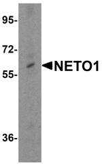 NETO1 Antibody in Western Blot (WB)