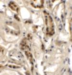 DPAGT1 Antibody in Immunohistochemistry (Paraffin) (IHC (P))