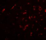 DRGX Antibody in Immunocytochemistry (ICC/IF)