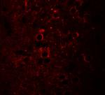 NSRP1 Antibody in Immunocytochemistry (ICC/IF)