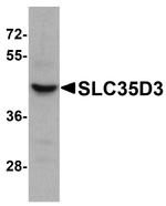 SLC35D3 Antibody in Western Blot (WB)