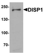 DISP1 Antibody in Western Blot (WB)