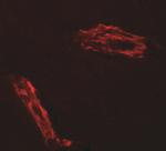 RAPGEF3 Antibody in Immunohistochemistry (Paraffin) (IHC (P))