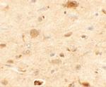 RAPGEF3 Antibody in Immunohistochemistry (Paraffin) (IHC (P))