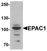 RAPGEF3 Antibody in Western Blot (WB)