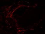 LZTS2 Antibody in Immunohistochemistry (Paraffin) (IHC (P))