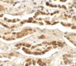 LZTS2 Antibody in Immunohistochemistry (Paraffin) (IHC (P))