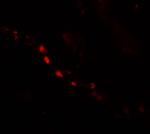 PTCHD2 Antibody in Immunohistochemistry (Paraffin) (IHC (P))