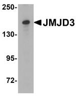 JMJD3 Antibody in Western Blot (WB)