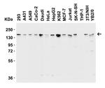 JMJD3 Antibody in Western Blot (WB)